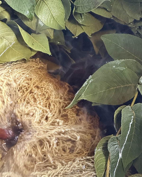 Strang Schafwolle im Färbebad, bedeckt mit frischen grünen Blättern, aus denen die Farbe gewonnen wird