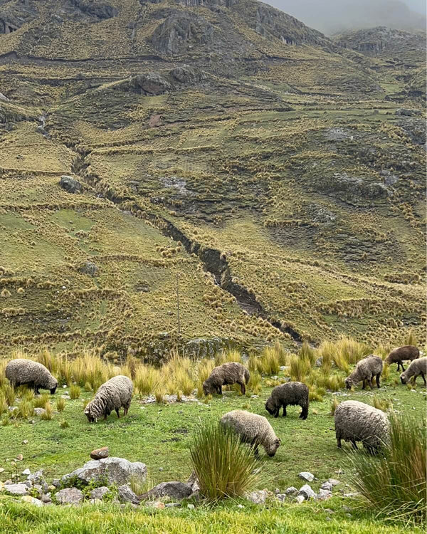 Schafe mit weißem, grauem und braunem Vlies grasen zwischen Büschelgras auf einer Hochweide in den peruanischen Anden