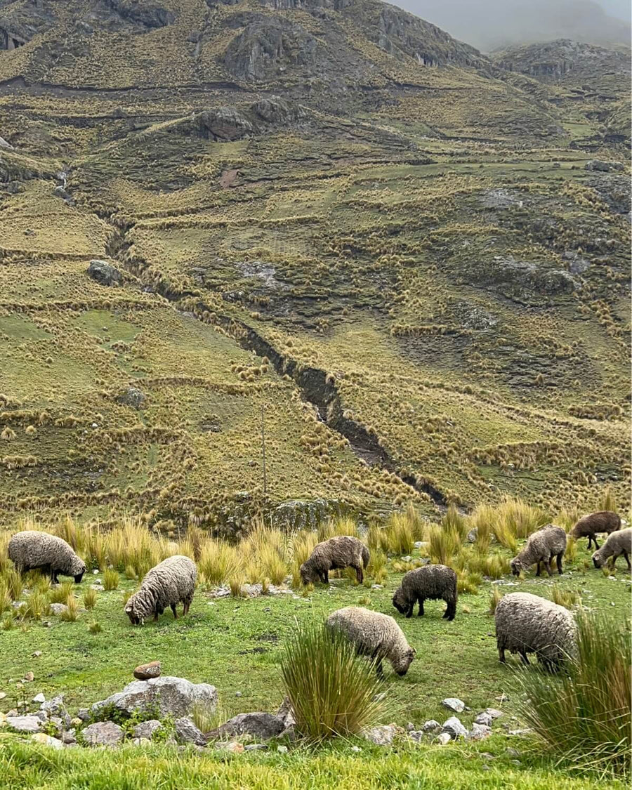 Schafe mit weißem, grauem und braunem Vlies grasen zwischen Büschelgras auf einer Hochweide in den peruanischen Anden